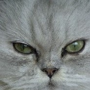 Silberkatze