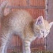 Silke