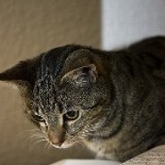 Sweet_Mouse