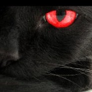 Thecat