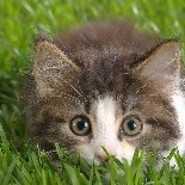 Tikkirey