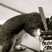 Uschiinnutellatown