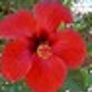 Venus_Vivat