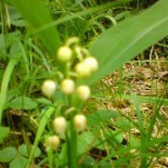 Waldfee