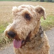 airedale