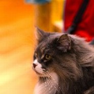 babette