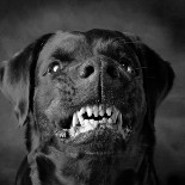 black_dog