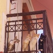 cathii