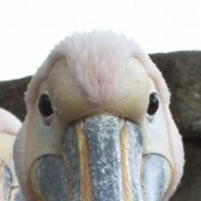diddi