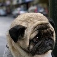 drfred