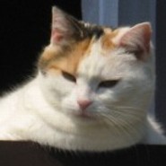 feli