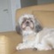 friebchen