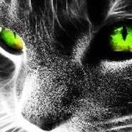 kittyokey