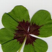 kleverveer