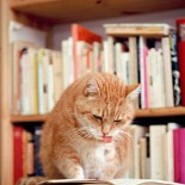 lenchenlikecats