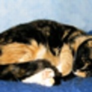 liza83