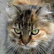 miezekatze