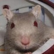 morelaster