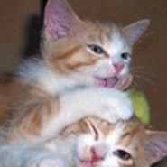 nilsnils