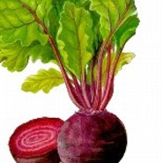 roterübe