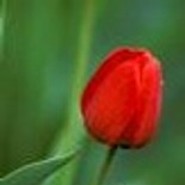 tulip