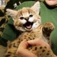 zeerocat