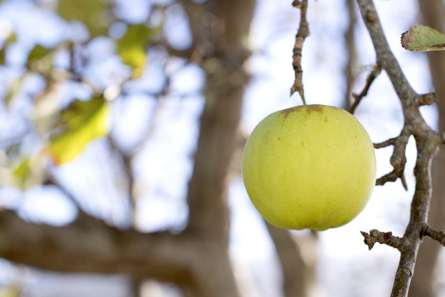 Image of apple on a tree, representing nurturing of customers.