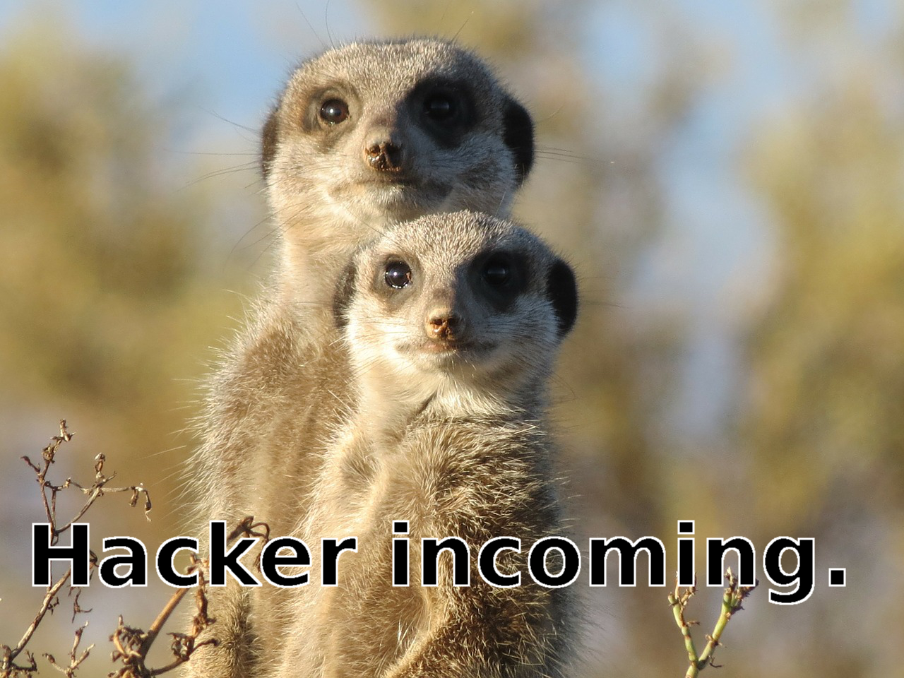 picture of meerkats meme hacker incoming