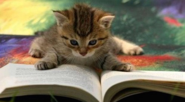 Kitten Reading Service Blog