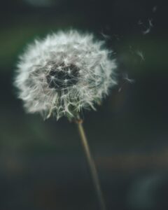 Løvetann-408301 Unsplash