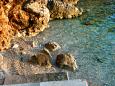 Nearest beach Nearest beach - Apartments Podaca (Makarska) - 2645