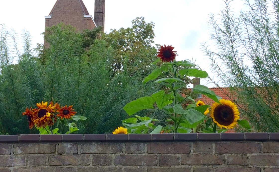 Tuin-2