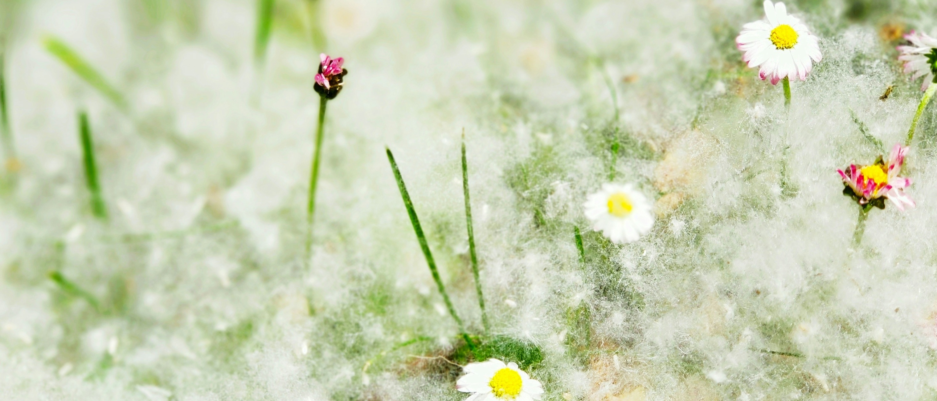 Allergies aux pollens à Toulon : symptômes, traitements et conseils 