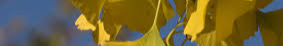 valwinFlowPreHeader
