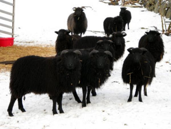 The sheep