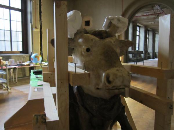 The head of an ox, sporting some 'ear-muffs' to protect his horns