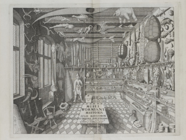 Double page illustration from Museum Wormianum..; by Ole Worm (1588 - 1654); published by Lugduni Batavorum : Apud Iohannem Elsevirium; Dutch (Leiden); 1655.
