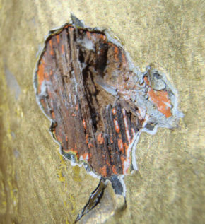 Figure 4: One of the sampling sites on the Angel, an area of old damage, ideal to take a microscopic sample from.
