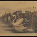 Swan