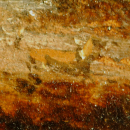 Microscope image of Constable's dog