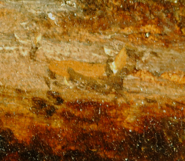 Microscope image of Constable's dog