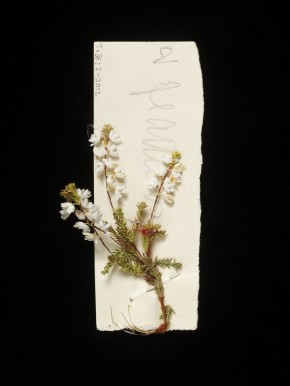 Artificial heather flower, from a spray used on a bonnet in Princess Beatrice's trousseau