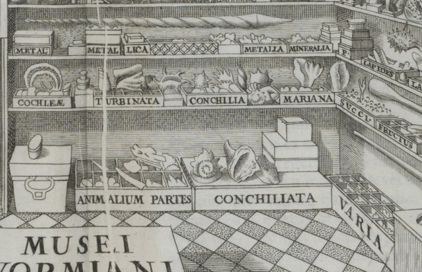 Many of the smaller pieces are kept in clearly labelled boxes. However these basic labels might not have been that helpful if you were left alone to identify things, as the box simply labelled 'ANIMALIUM PARTES' (animal parts) suggests.