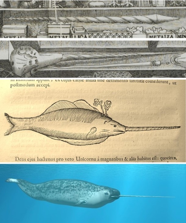 Top: Narwhal skull and tooth depicted in the frontispiece Middle: Depiction of a narwhal within 'Museum Wormianum' (© Dean and Chapter of Worcester Cathedral) Bottom: An actual narwhal