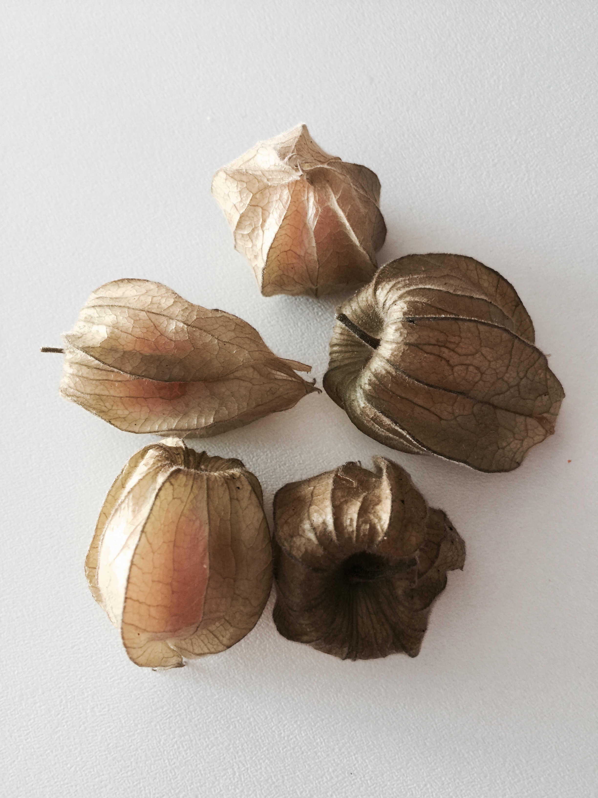 physalis
