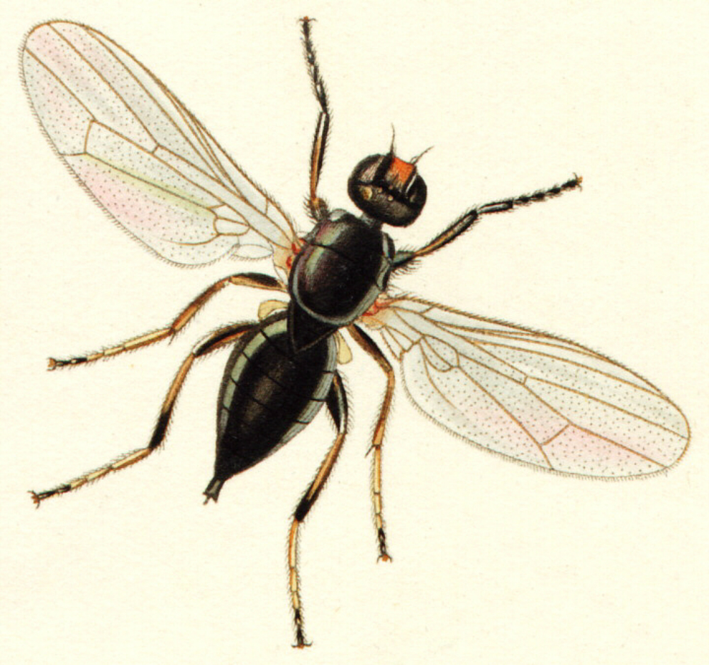 Mosca Piophila casei