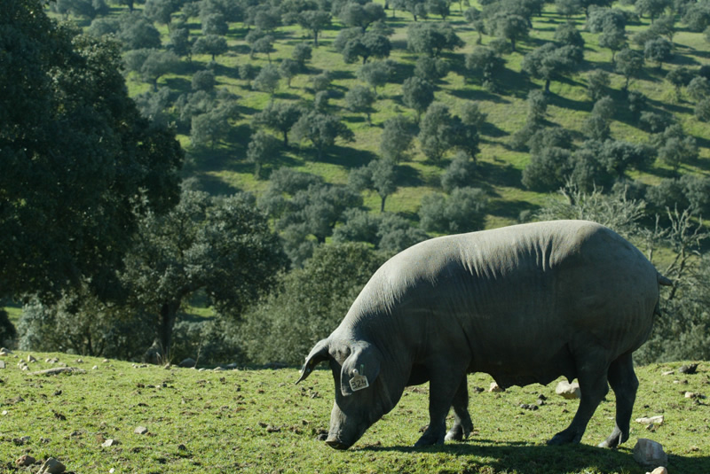 cerdo ibérico