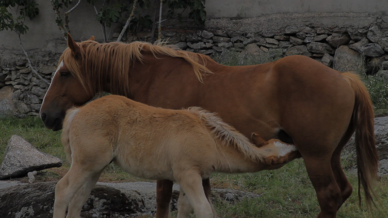 caballos