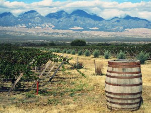 Viñedos de Argentina