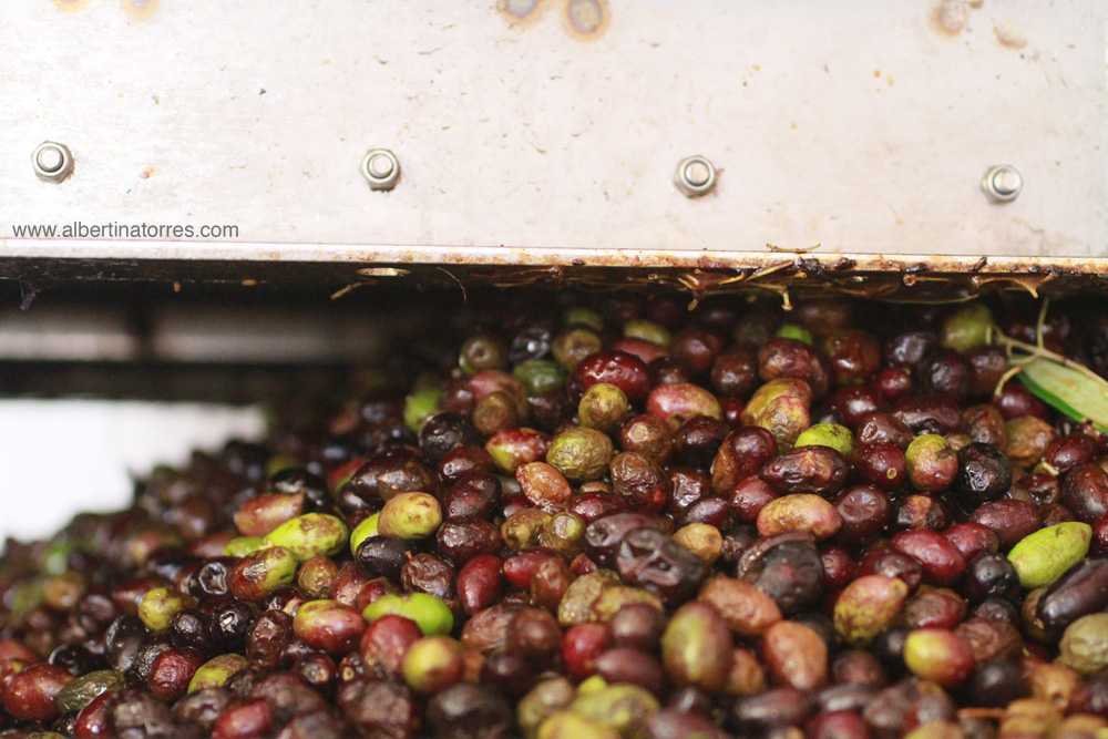 Aceitunas